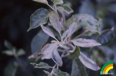 Podosphaera leucotricha - Síntoma de Oidio en hoja de manzano.jpg